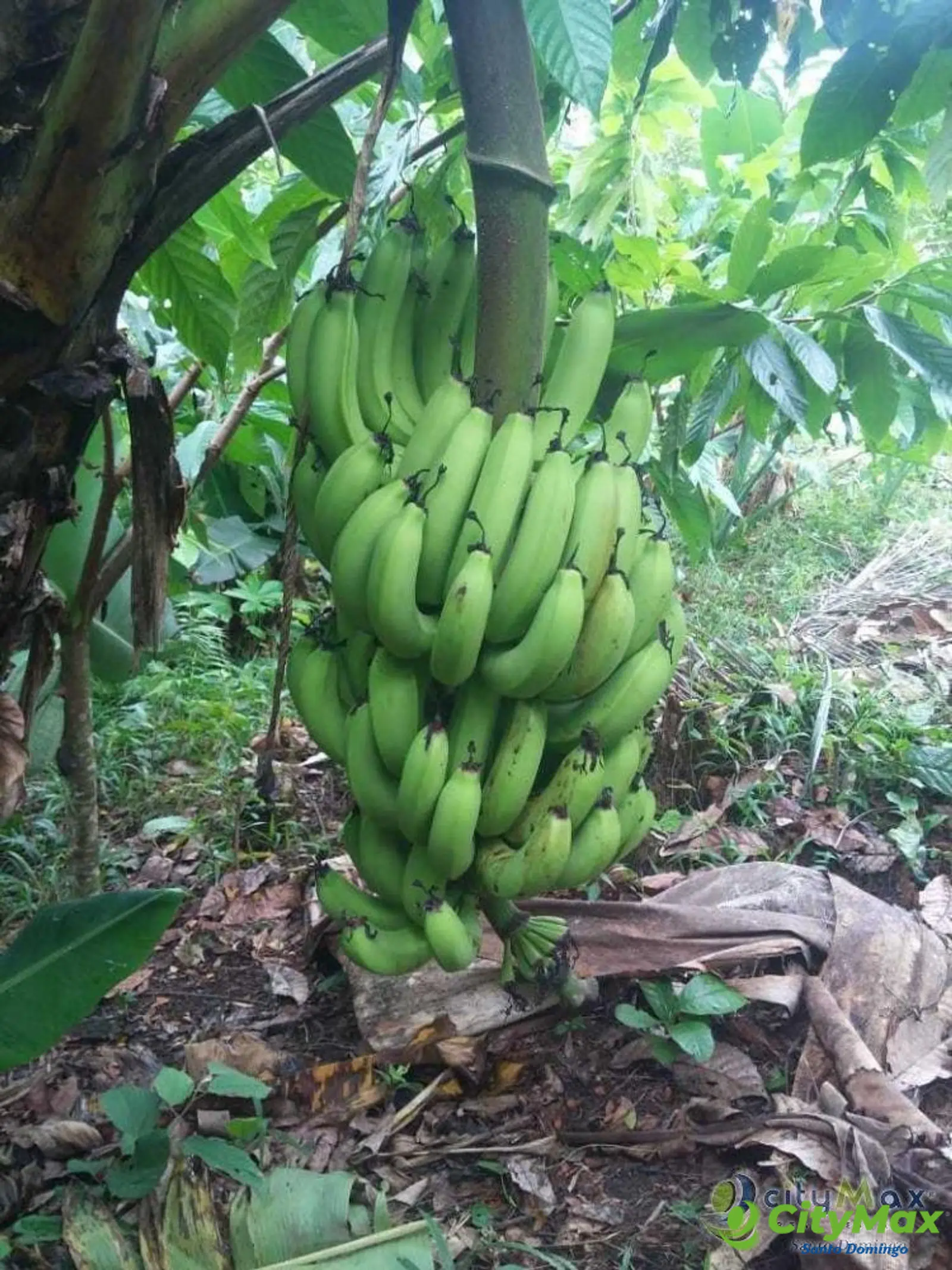 Terreno y/o finca en Venta en Sabana Perdida - foto 2