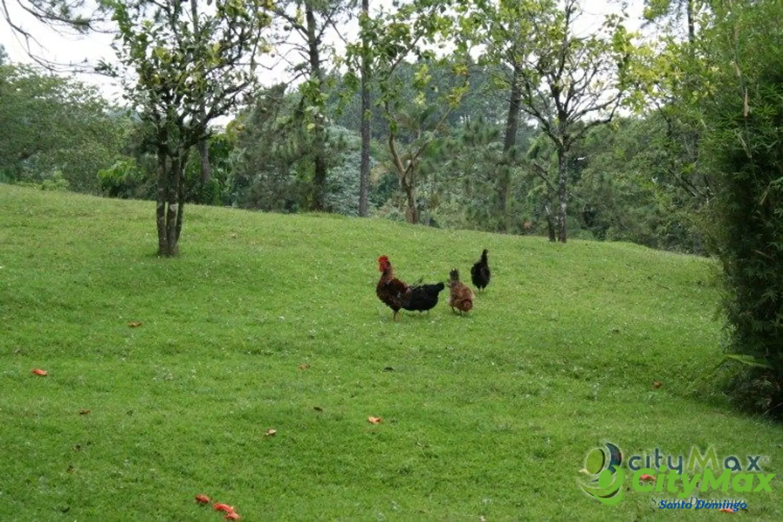 Finca en venta en Buena Vista Jarabacoa incluye cabaña  - foto 10