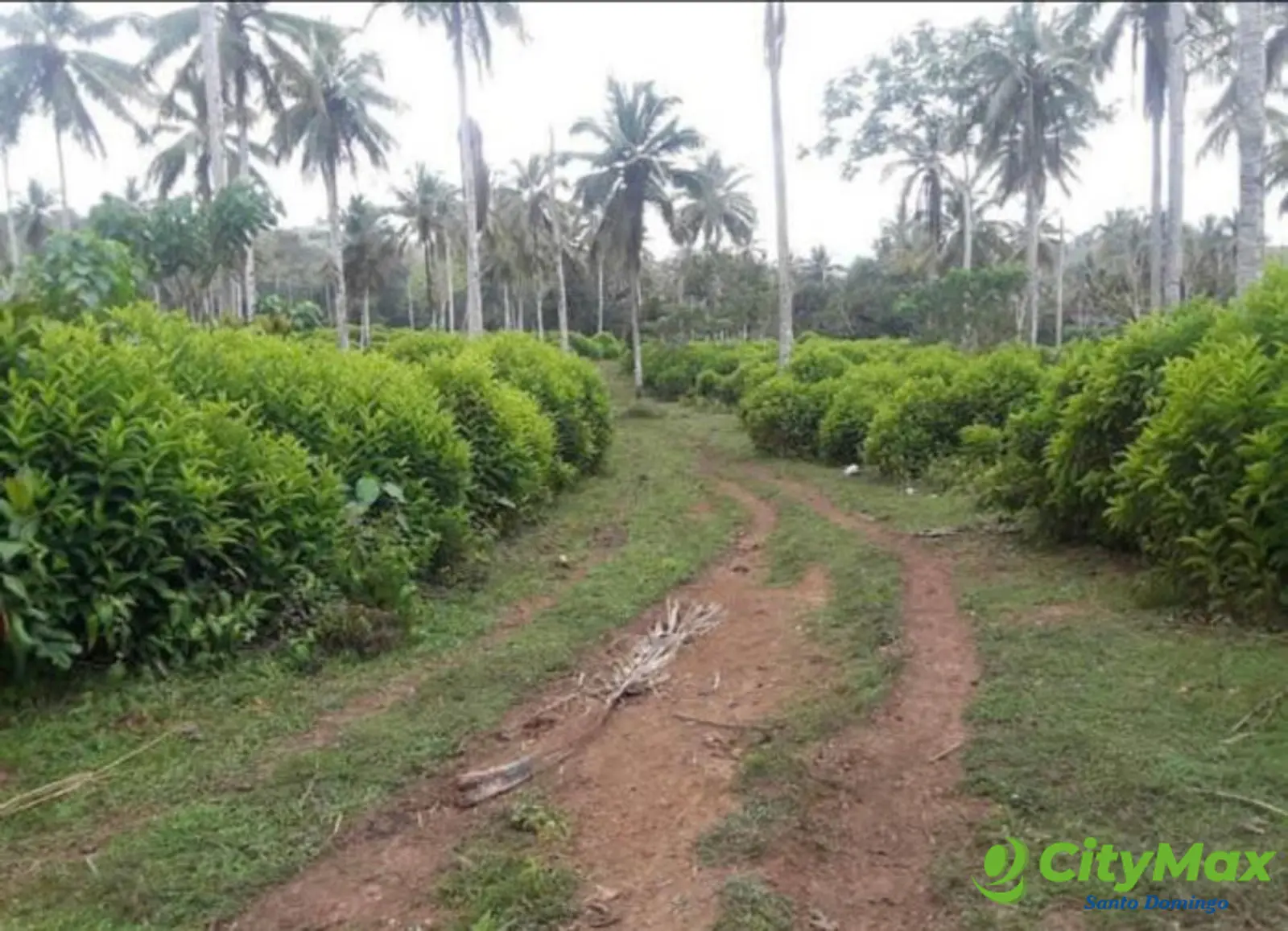 Finca en venta en Samaná - foto 4