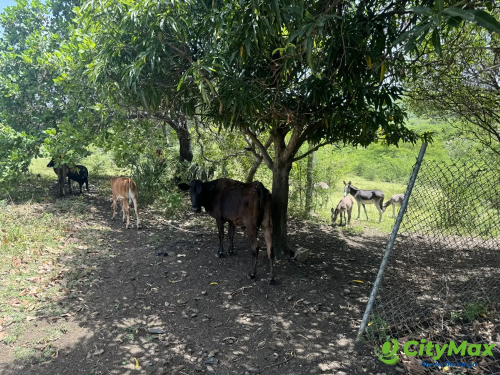 Terreno en Venta en Bani con ganado - foto 9