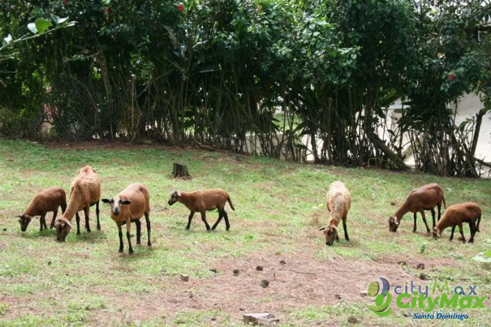 Finca en venta en Buena Vista Jarabacoa incluye cabaña  - foto 12